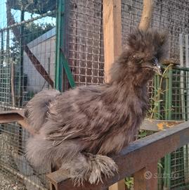Galline moroseta