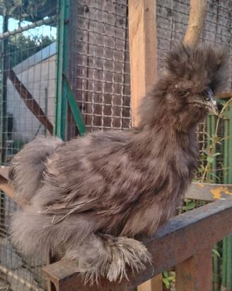 Galline moroseta