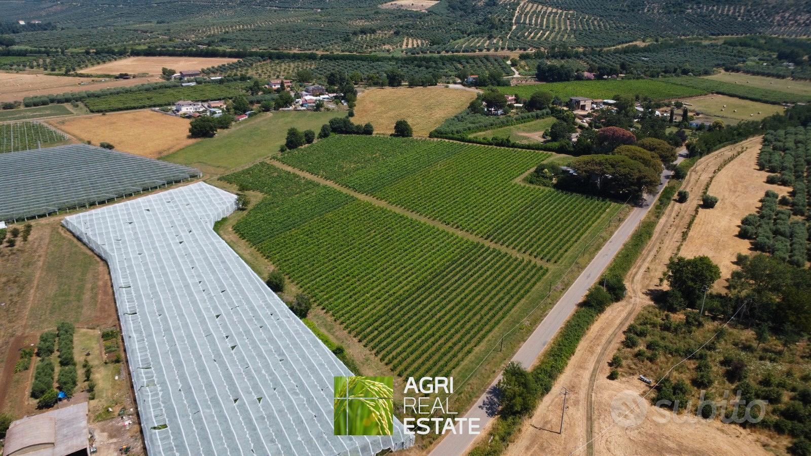 Cisterna di Latina - Vigneto di 3,5 HA | TR430 - Vista 4