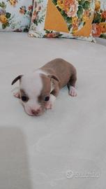 Chihuahua toy