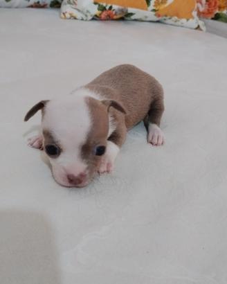 Chihuahua toy