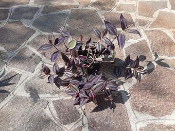 talee tradescantia