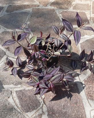 talee tradescantia