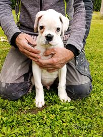 Cucciolo boxer bianco 