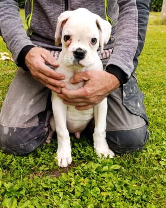 Cucciolo boxer bianco 