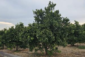 Agrumeto In Produzione Con Casa