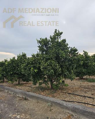 Agrumeto In Produzione Con Casa