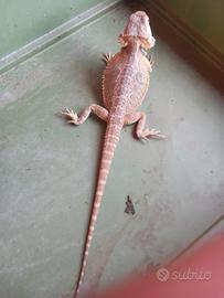 Pogona