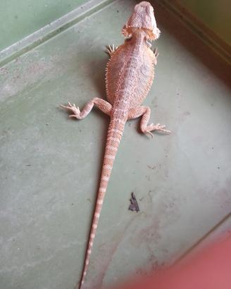 Pogona