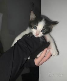 Gattino bianco