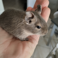 Degu del Cile