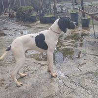 Disponibile pointer di 8 mesi con pedigree enci