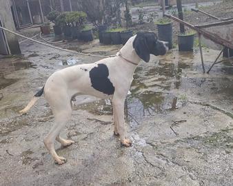 Disponibile pointer di 8 mesi con pedigree enci