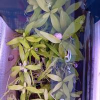 Pianta Acquario Tropicale Lago Verde Rossa Hygroph