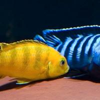 Pesci acquario Ciclidi Malawi