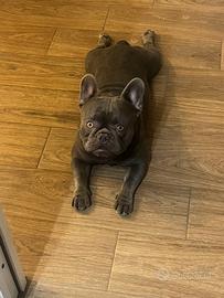 Bulldog francese x monta