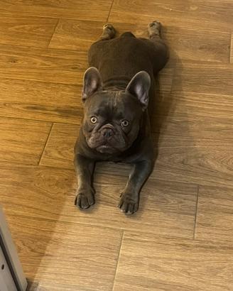 Bulldog francese x monta