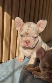 Bulldog francese