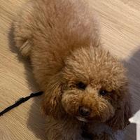 Barboncino per monta