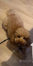 Barboncino per monta