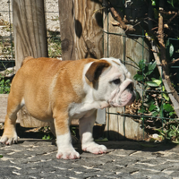 Femminuccia disponibile bulldog