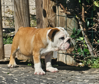 Femminuccia disponibile bulldog