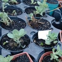 Sedum erba della madonna