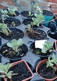 Sedum erba della madonna