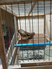 Ibrido di passata e finale