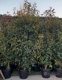 Pianta da siepe 