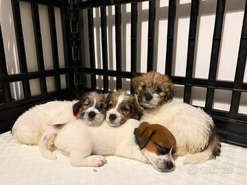 Jack Russell Terrier - Cuccioli disponibili