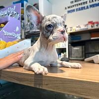 Bulldog francese