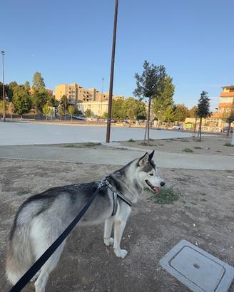 Siberian Husky 1 anno femmina