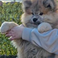 Cuccioli Akita Inu pelo lungo