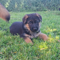 Cucciola pastore tedesco