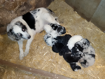 Disponibile cuccioli