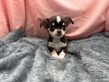 Chihuahua con Pedigree