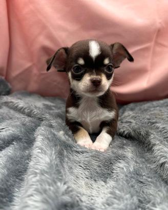 Chihuahua con Pedigree