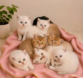 Cuccioli di British Shorthair