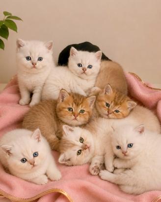 Cuccioli di British Shorthair