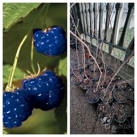 LAMPONE BLU RASPBERRY piante già produttive Spediz