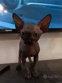 Sphynx