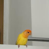 Pappagallo inseparabile Lutino