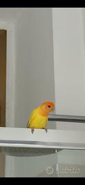 Pappagallo inseparabile Lutino