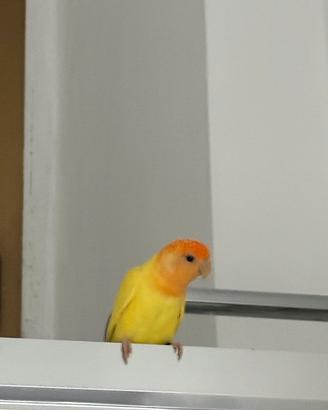 Pappagallo inseparabile Lutino