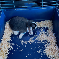 Coniglio ariete nano