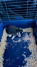 Coniglio ariete nano