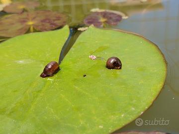 Lumache d'acqua planorbarius