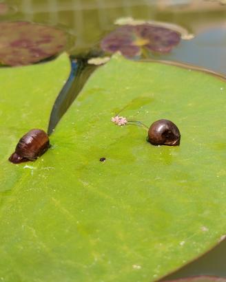 Lumache d'acqua planorbarius