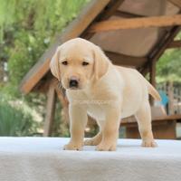Cucciolo di Labrador giallo miele